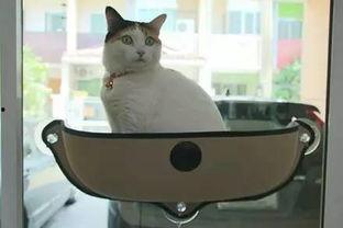 娱乐吃瓜酱猫窝,揭秘娱乐圈那些不为人知的幕后故事  第1张